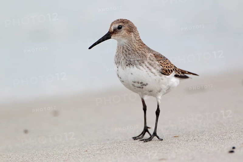 Alpenstrandläufer, lat. Calidris alpina, Seitenansicht, am Sandstrand der Düne von Helgoland stehend