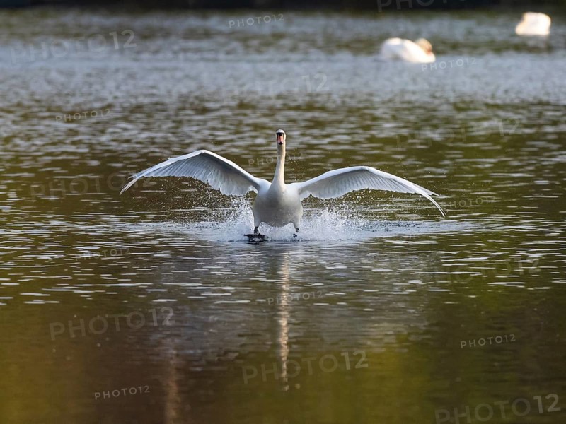 Mute Swan (Cygnus olor), adult in flight, landing on a lake, Hesse, Germany