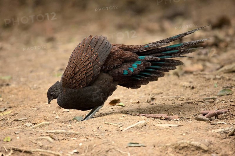 Mountain Peacock-Pheasant (Polyplectron inopinatum) male, Pahang, Malaysia