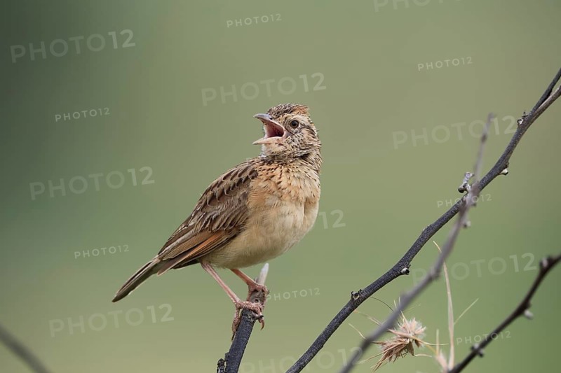 Bush Pipit (Anthus caffer), adult, on tree, on guard, singing, Pilanesberg National Park, North West Province, South Africa, Africa, Germany