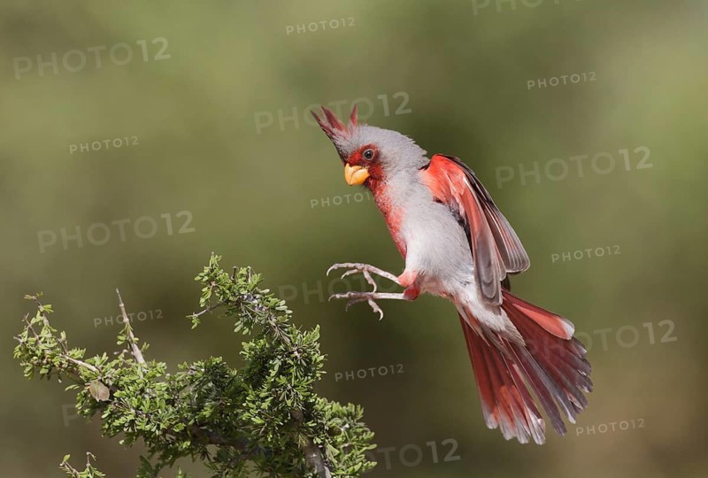 Pyrrhuloxia (Cardinalis sinuatus) male flying, Texas, USA