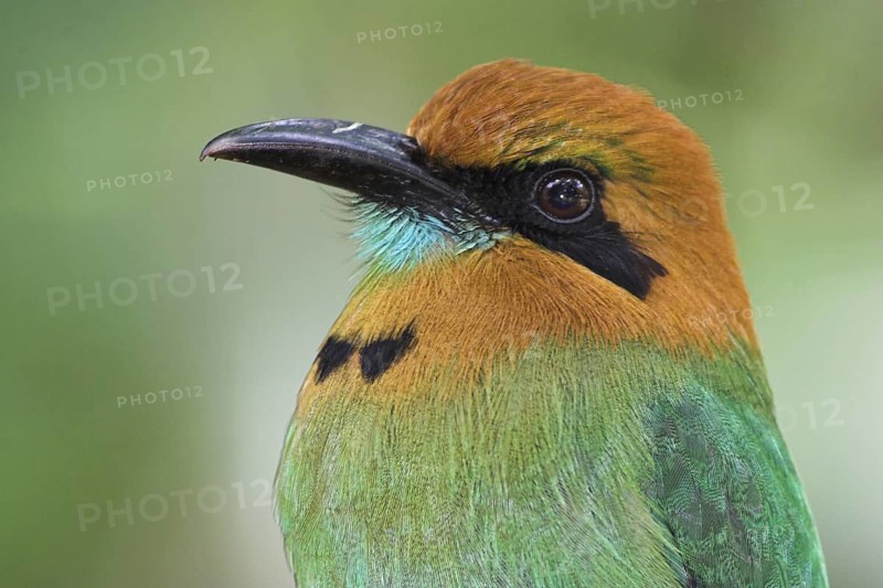 Broad-billed Motmot (Electron platyrhynchum), Costa Rica