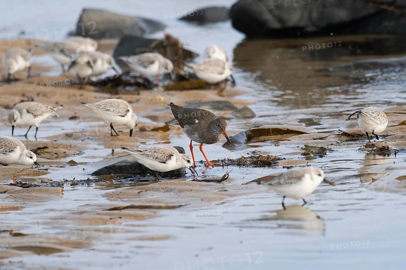Redshank (Tringa totanus), and Sanderlings (Calidris alba), migrant waders, feeding on the shoreline at low tide, North East coast, Northumberland, England, UK