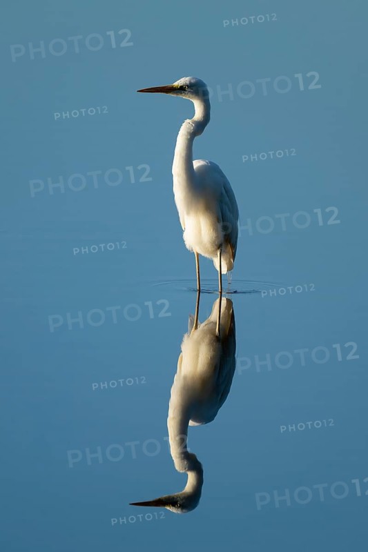 Great Egret (Ardea alba) standing in the shallow water zone of a lake, blue water, Lower Saxony, Germany