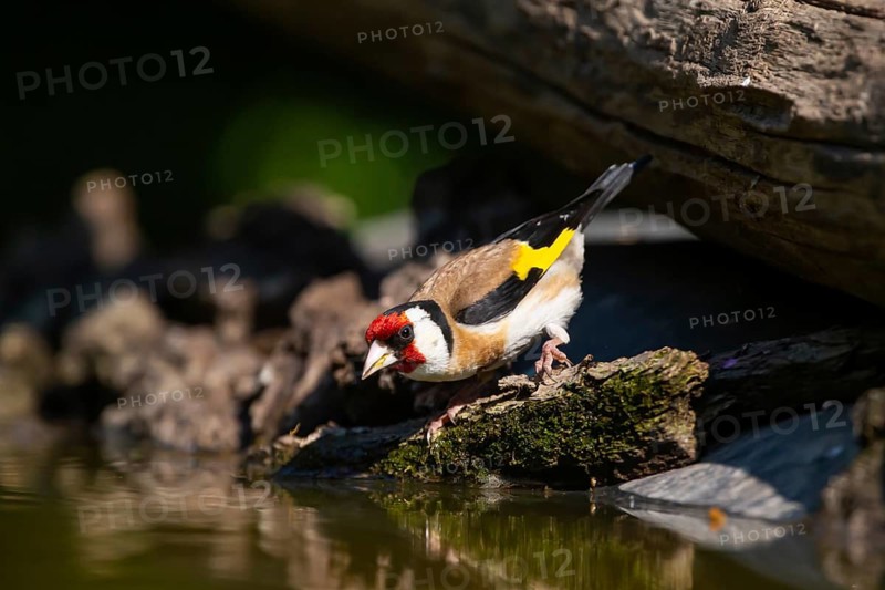 European goldfinch (Carduelis carduelis) comes to drink, Hungary