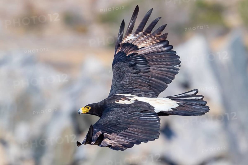 African Black Eagle (Aquila verreauxii), African Black Eagle, Verreaux's Eagle, Aigle de Verreaux, Langebaan Quarry, Langebaan, Western Cape, South Africa