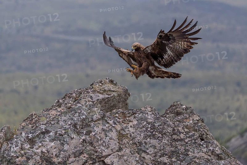 Golden eagle (Aquila chrysaetos), approaching a cliff, Extremadura, Spain