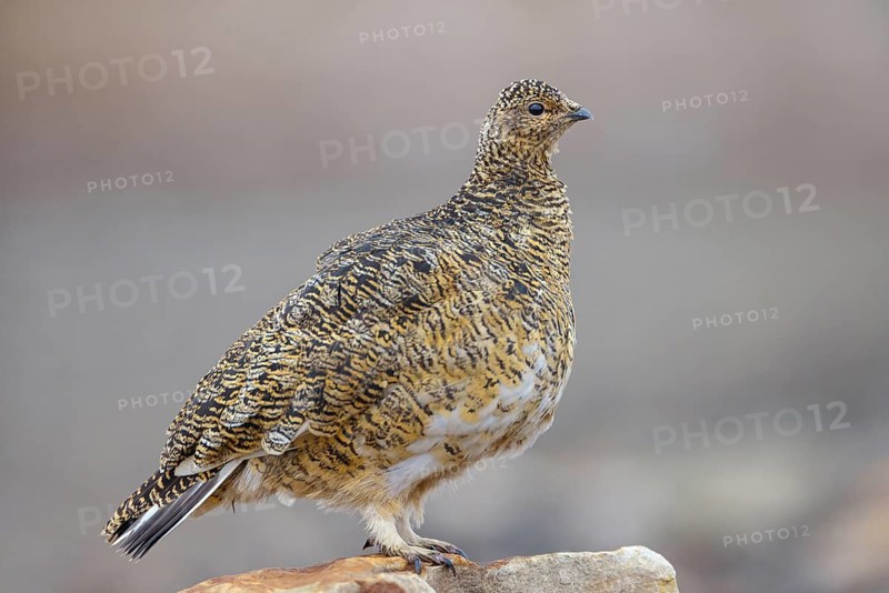 Rock ptarmigan, Svalbard Rock ptarmigan, Ptarmigan, (Lagopus mutus), Lagopus muta hyperbore), female, Longyearbyen, Svalbard / Spitsbergen, Norway