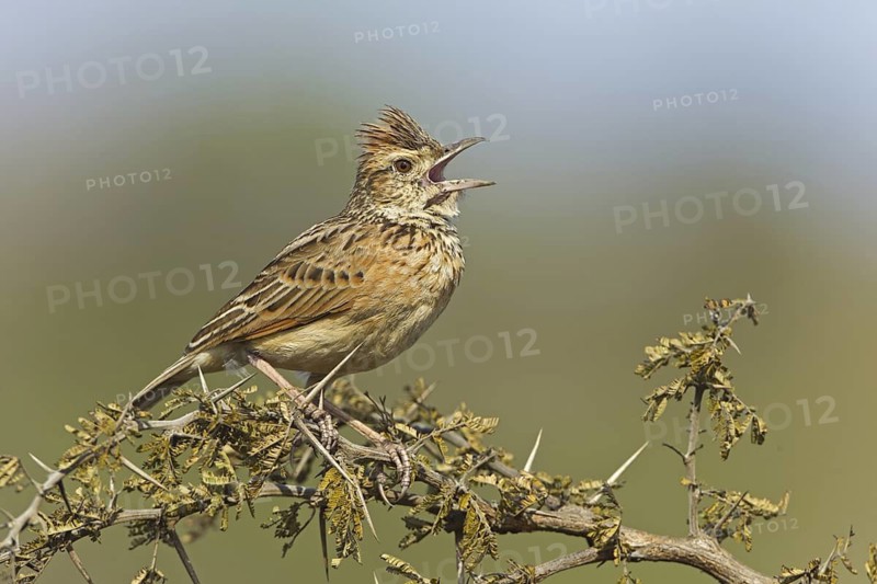 Rufous-naped Lark (Mirafra africana) singing, South Africa
