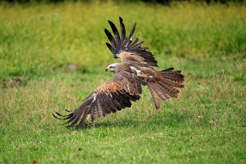 Black Kite (Milvus migrans), adult, flying, hunting, in summer, Rhineland-Palatinate, Germany