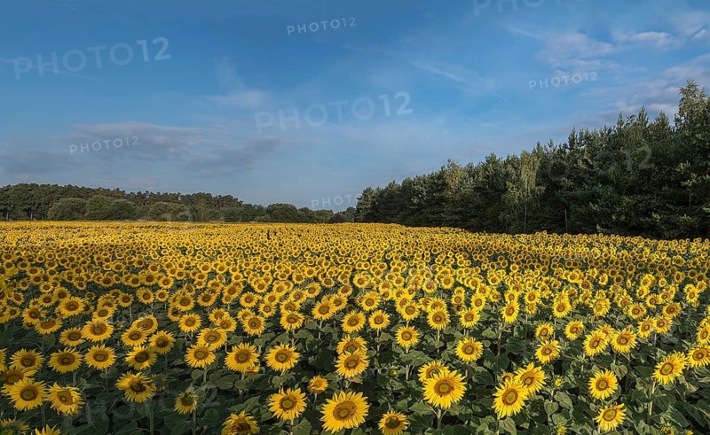 Sunflower (Helianthus annuus) field in the morning sun, Franconia, Bavaria, Germany