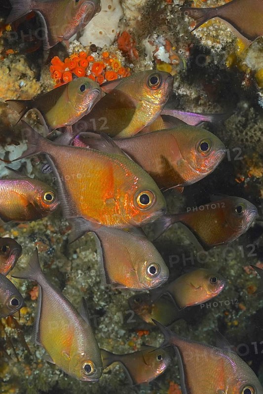 Schwenk's hatchetfish (Pempheris schwenkii)