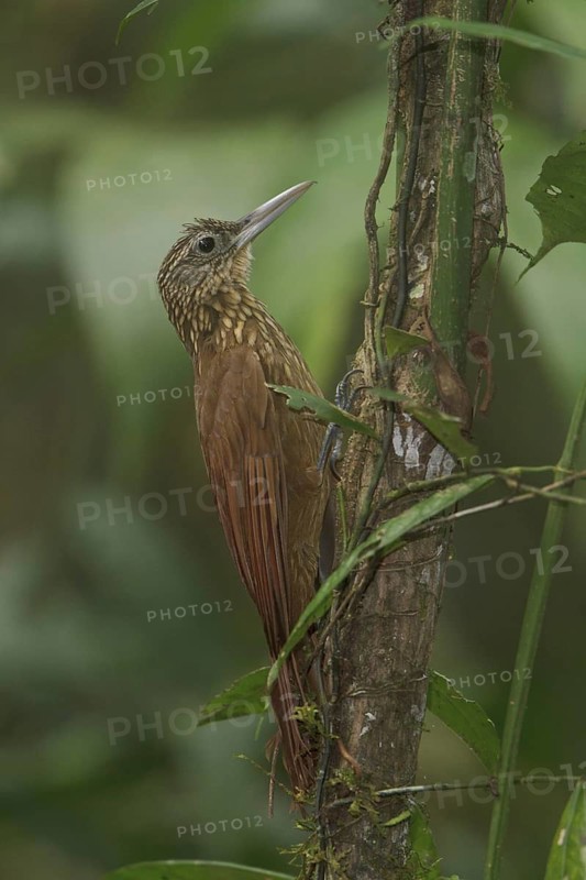 Buff-throated Woodcreeper (Xiphorhynchus guttatus), Manu National Park, Peru