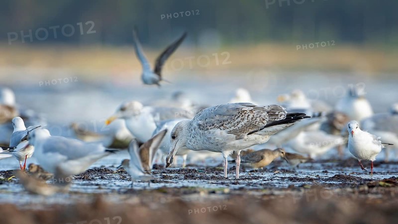 Limicolas, snipe birds and gulls on the beach of the Baltic Sea, Baltic Sea holiday, foraging together on the mudflats, shallow water zone, Baltic Sea coast, Fischland Darß-Zingst, National Park Vorpommersche Boddenlandschaft, Germany