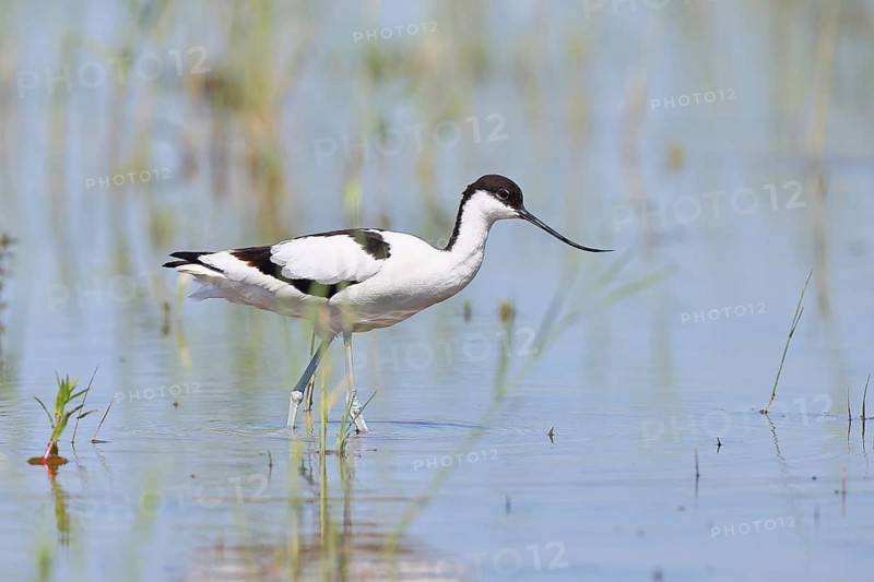 Avocet (Recurvirostra avosetta) adult wader standing in shallow water, Wildlife, Lake Neusiedl-Seewinkel National Park, Burgenland, Austria