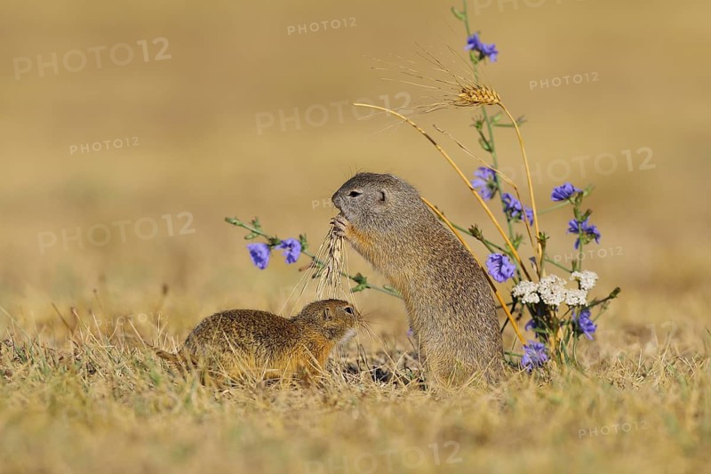 European ground squirrel (Spermophilus citellus) mother with young, eating barley ear, Lake Neusiedl National Park, Burgenland, Austria