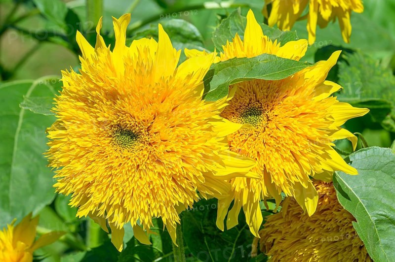 Teddy Bear Sunflower, (Helianthus annuus), ?? éx?t?m Regional Park, Coquitlam, British Columbia, Canada