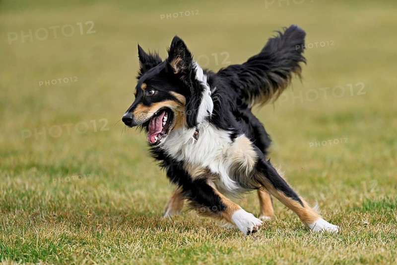 Mixed breed dog between Border Collie and Australian Shepherd jumps across meadow, Switzerland