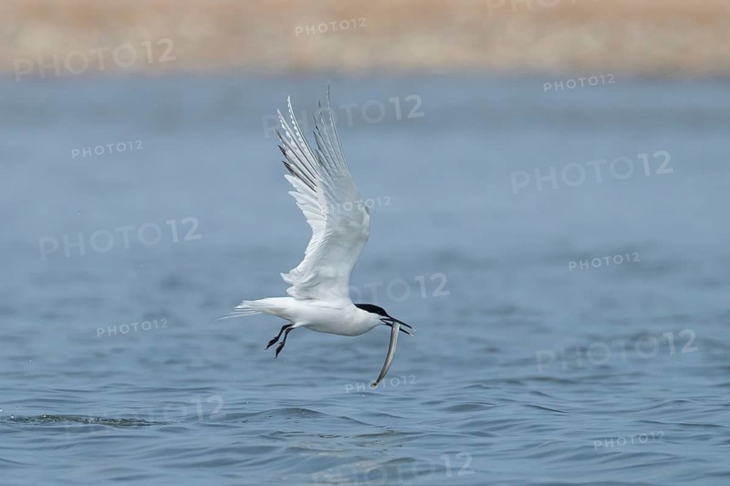 Sandwich tern (Thalasseus sandvicensis) adult bird in flight with a fish in its beak in summer, England, United Kingdom