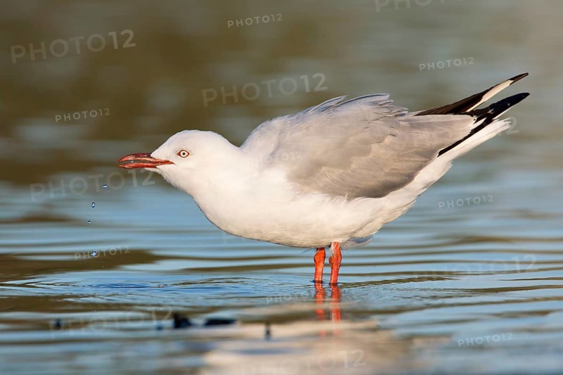 Silver Gull (Chroicocephalus novaehollandiae) drinking, Victoria, Australia