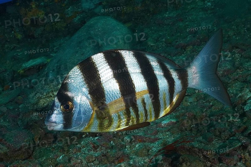 Zebra sea bream (Diplodus cervinus hottentotus)