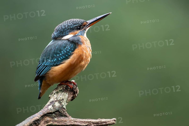 Common kingfisher (Alcedo atthis), Emsland, Lower Saxony, Germany