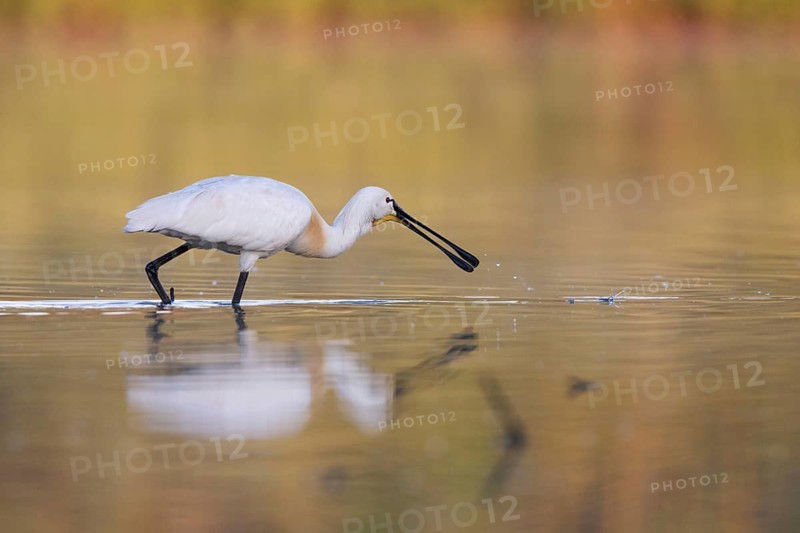 Eurasian Spoonbill (Platalea leucorodia) foraging, Saxony, Germany