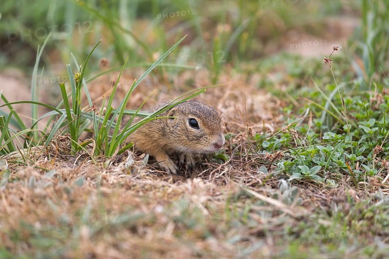 One European ground squirrel (Spermophilus citellus) or European souslik sitting in grass and feeding on seeds