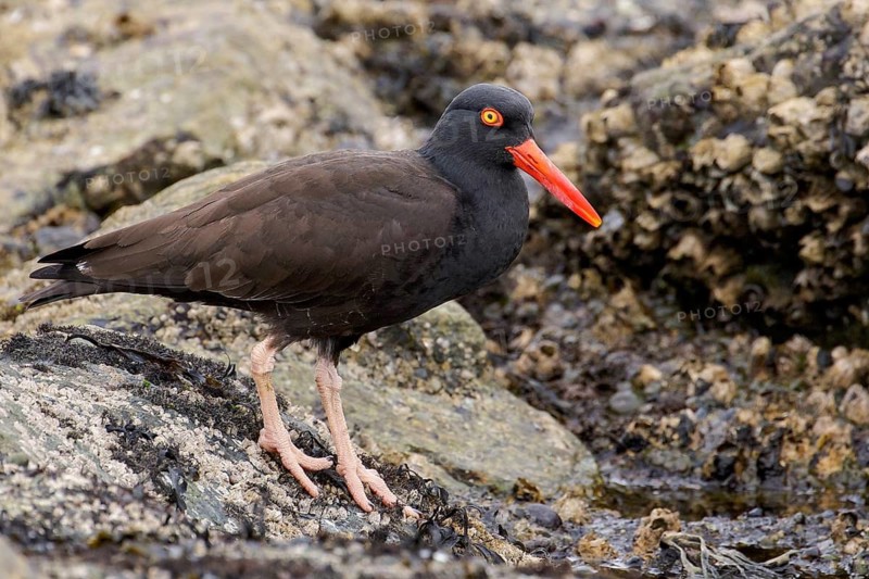 Black Oystercatcher (Haematopus bachmani) feeding along the shoreline in Victoria, BC, Canada