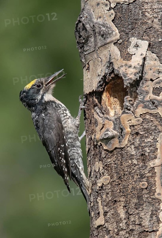 American Three-toed Woodpecker (Picoides dorsalis) male, British Columbia, Canada, Canada