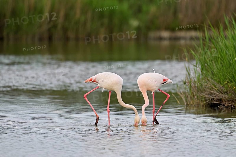 Two greater flamingos (Phoenicopterus roseus), standing in the water whilst foraging, Camargue Regional Nature Park, southern France