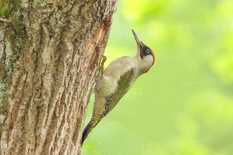 Green woodpecker (Picus viridis) male at the breeding cavity in an old oak tree, wildlife, woodpeckers, woodpecker, nature photography, Neunkirchen, spring, Siegerland, North Rhine-Westphalia, Germany