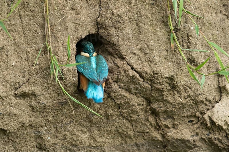Ijsvogel gaat nest ingang in, Kingfisher going into nest hole