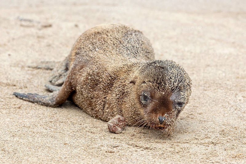 Sea lion pup (Zalophus wollebaeki), San Cristobal, Galapagos, Ecuador