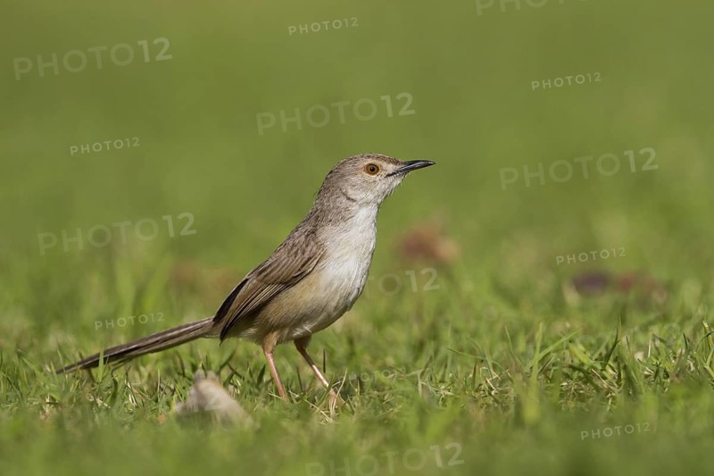 Graceful Prinia (Prinia gracilis), Oman