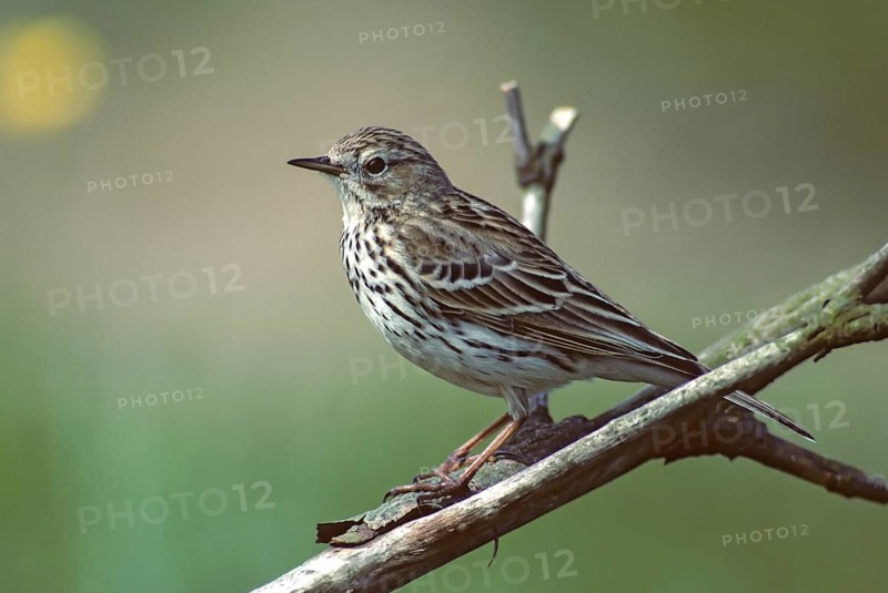 Anthus Pratensis, Meadow Pipit, Meadow Pieper, Birds, Leo, Passeri, Songbirds, Birds