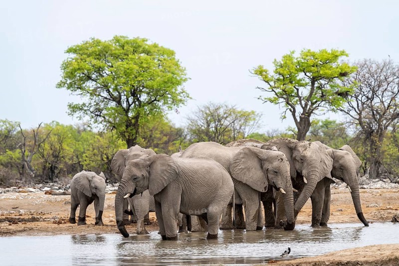Herd of animals, animal family with young, African elephant (Loxodonta africana) drinking at a waterhole, Etosha National Park, Namibia