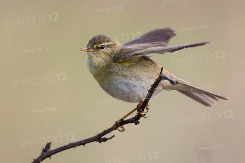 Willow Warbler (Phylloscopus trochilus) male singing and flapping, perched on a branch, North-Rhine-Westphalia, Germany