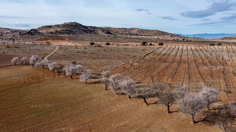 Aerial view, blossoming almond trees, plantation, Andalusia, Spain