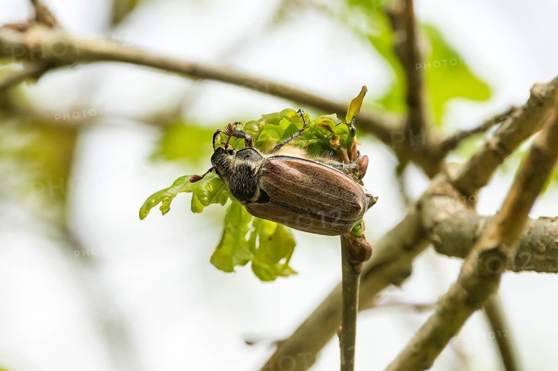 Cockchafer (Melolontha hippocastani) female on fresh oak leaves, Mönchbruch nature reserve, Rüsselsheim am Main, Hesse, Germany