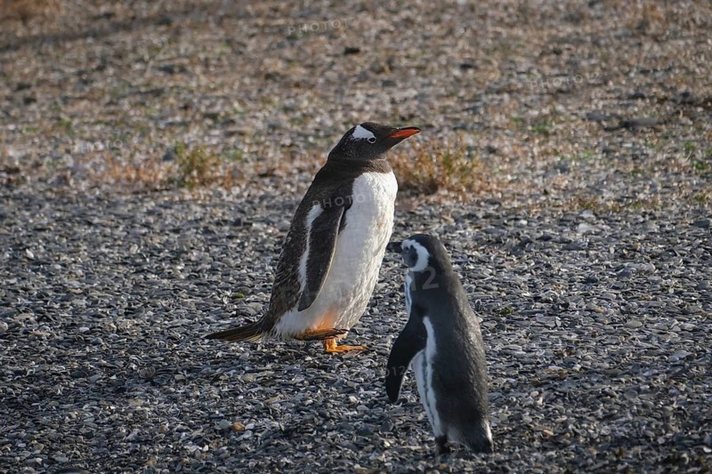 Ushuaia, Tierra del Fuego, Argentina, Gentoo penguins and Magellanic penguins on Isla Martillo in the Beagle Channel