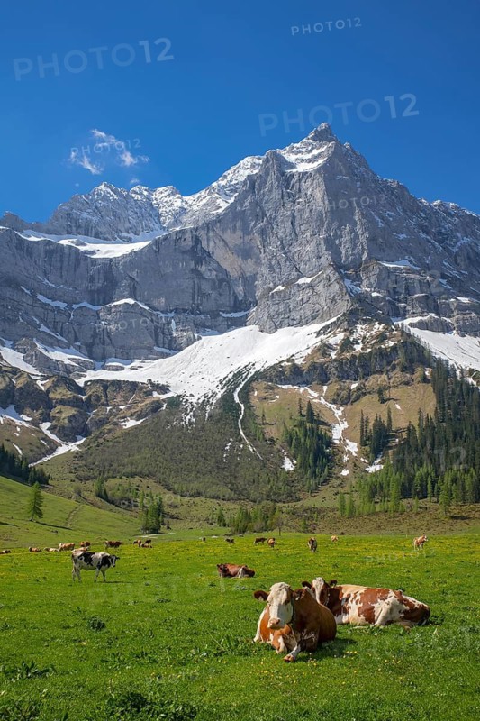 Cows grazing on an alpine meadow in early summer, the first day on the alp, Eng-Alm, Karwendel Mountains, Tyrol, Austria