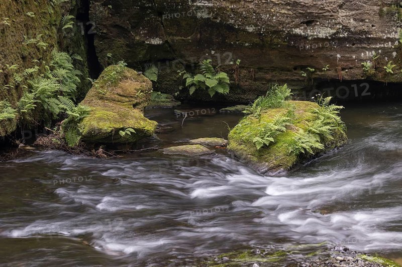 Flowing, silky water with ferns and rocks in the Edmunds Gorge, river Kamnitz, Hrensko, Ustecky kraj, Czech Republic