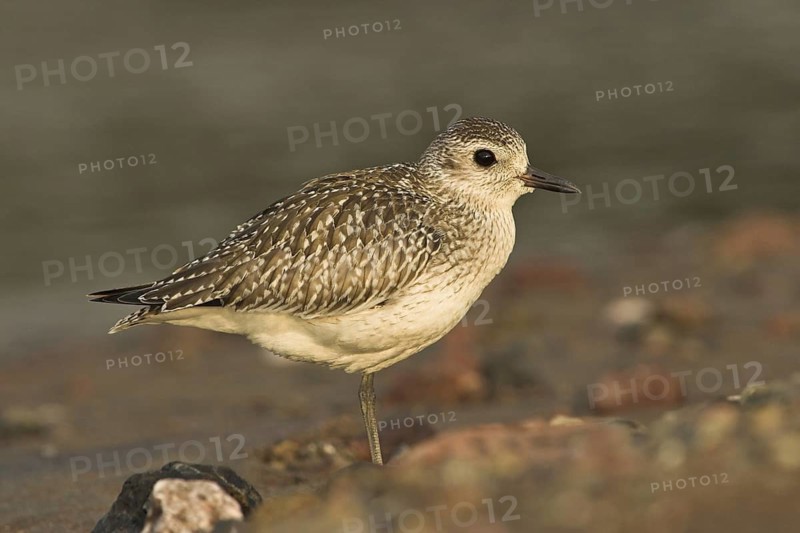 Grey Plover (Pluvialis squatarola), Costa Rica