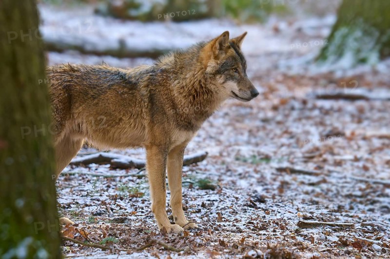 A wolf in a snowy forest, standing between the trees and looking attentively to the side, Winter, Wolf (Canis lupus), Germany