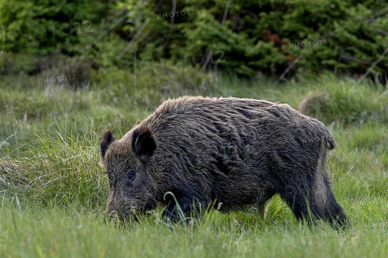 The wild boar (Sus scrofa) feeds on the fresh grass in the forest meadow, foraging in a similar way to roe deer (Capreolus capreolus) and red deer (Cervus elaphus), late spring, early summer, defence, May, Denmark