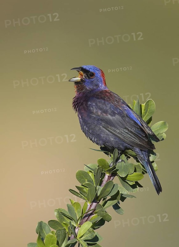 Varied Bunting (Passerina versicolor) singing, Arizona, USA