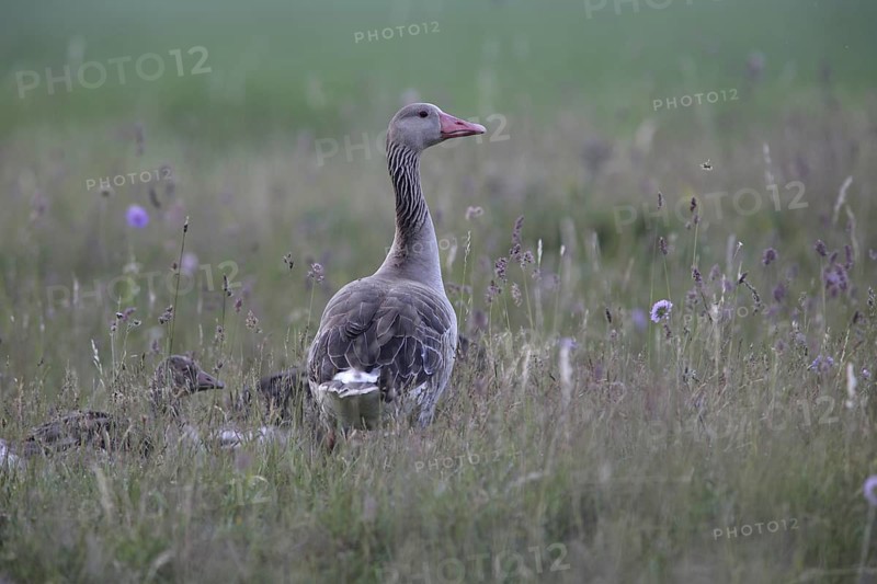 Greylag Goose (Anser anser) with chick, Burgenland, Austria