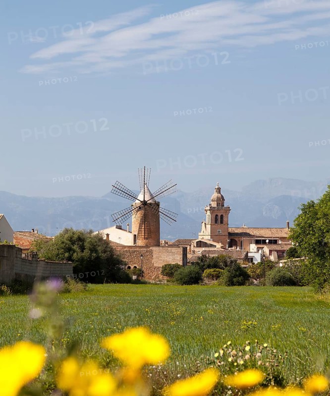 Idyllic landscape with windmill and church in the background, surrounded by blossoming nature under a blue sky, Algaida, Majorca, Balearic Islands, Spain