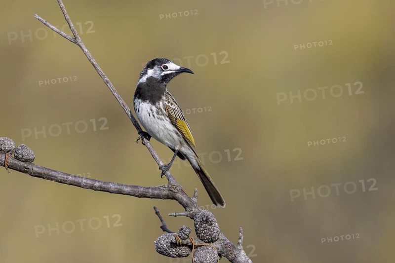 White-fronted Honeyeater (Purnella albifrons), Victoria, Australia